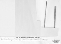 Sphaeria graminicola image